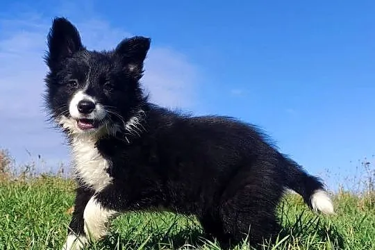 Wspaniała suczka BORDER COLLIE z pełną dok. rodzice - przebadani z dobrym p, Podkarpackie, Iwonicz