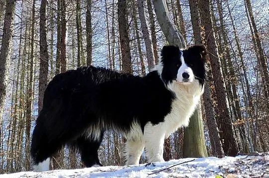 Wspaniała suczka BORDER COLLIE z pełną dok. rodzice - przebadani z dobrym p, Podkarpackie, Iwonicz