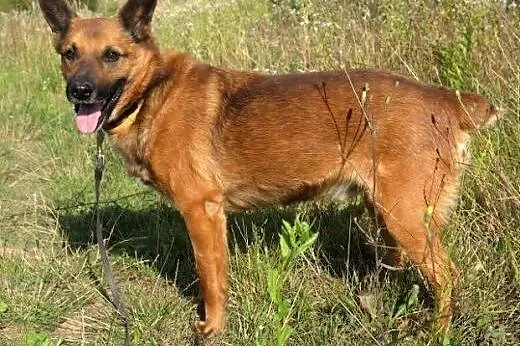 BUBU - piękny, wiecznie uśmiechnięty psiak szuka d