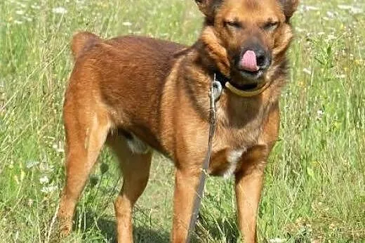 BUBU - piękny, wiecznie uśmiechnięty psiak szuka d
