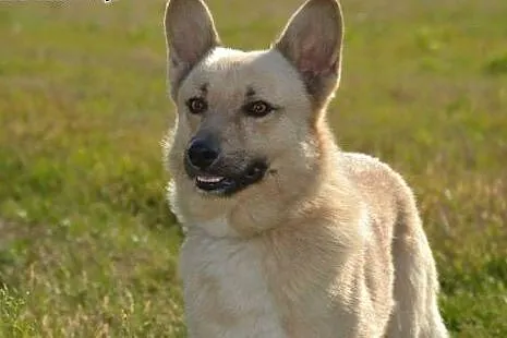 Mam pół roku na znalezienie domu... moje przytulis