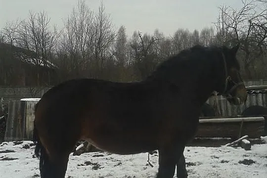 Klacz