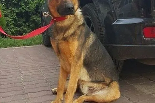 Młody, przyjazny psiak w typie owczarka szuka domu,  Kundelki cała Polska