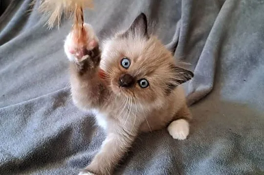 Ragdoll mink / Cherubim