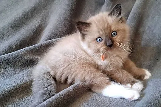 Ragdoll mink / Cherubim, Małopolskie, Kraków