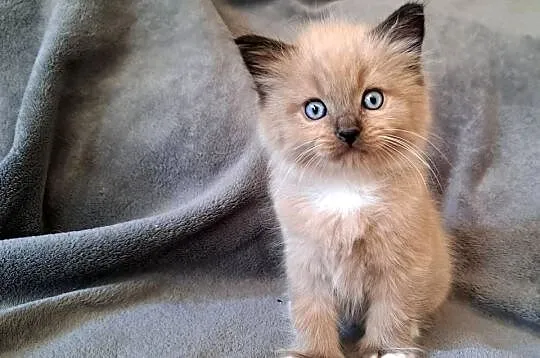 Ragdoll mink / Cherubim, Małopolskie, Kraków