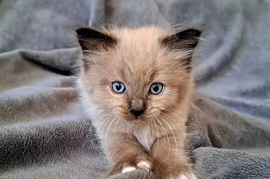 Ragdoll mink / Cherubim, Małopolskie, Kraków