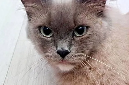 Ragdoll mink / Cherubim, Małopolskie, Kraków
