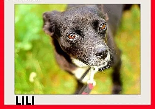 LILI,pinczer mix,mała,łagodna,tulaśna,rodzinna suc