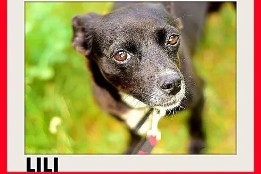 LILI,pinczer mix,mała,łagodna,tulaśna,rodzinna suc