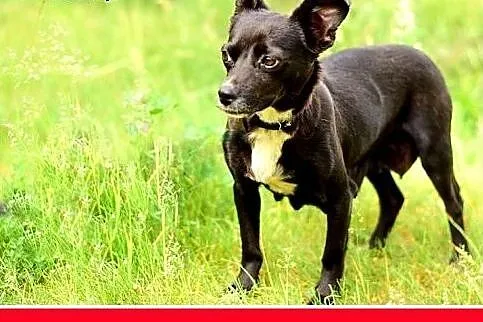 LILI,pinczer mix,mała,łagodna,tulaśna,rodzinna suc