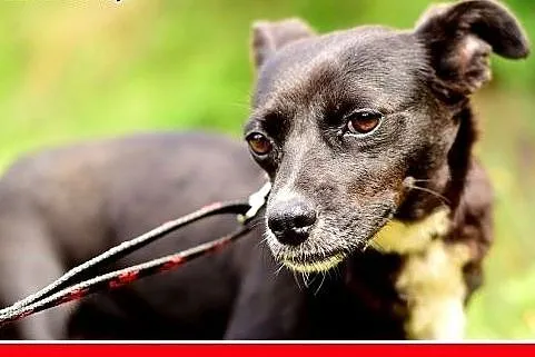 LILI,pinczer mix,mała,łagodna,tulaśna,rodzinna suc