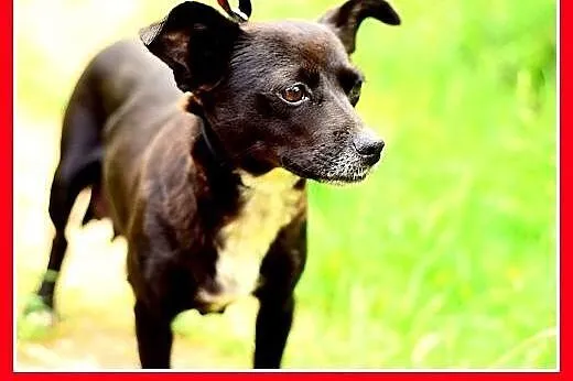 LILI,pinczer mix,mała,łagodna,tulaśna,rodzinna suc