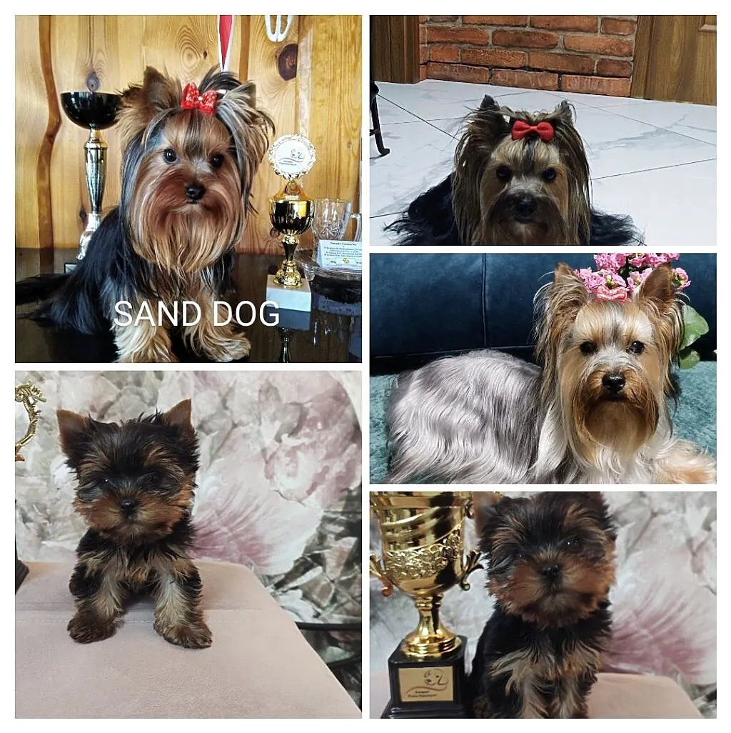 szczenięta rasy Yorkshire Terrier, Wielkopolskie, Stołężyn