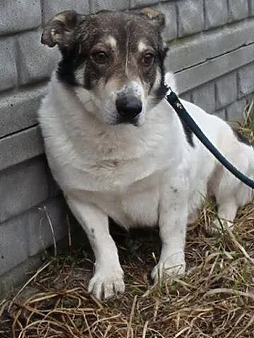 Dandi-nieśmiały piesek - jego budkę podpalono, nie