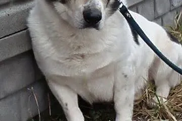 Dandi-nieśmiały piesek - jego budkę podpalono, nie