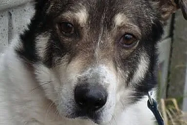 Dandi-nieśmiały piesek - jego budkę podpalono, nie