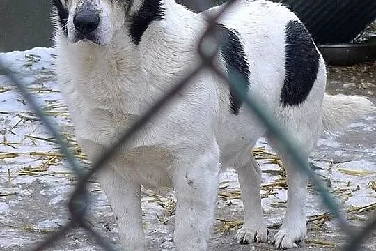 Dandi-nieśmiały piesek - jego budkę podpalono, nie