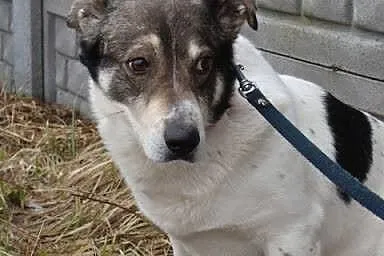 Dandi-nieśmiały piesek - jego budkę podpalono, nie
