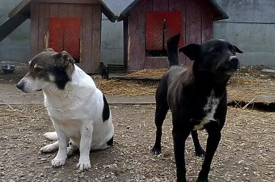 Dandi-nieśmiały piesek - jego budkę podpalono, nie