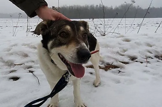Dandi-nieśmiały piesek - jego budkę podpalono, nie