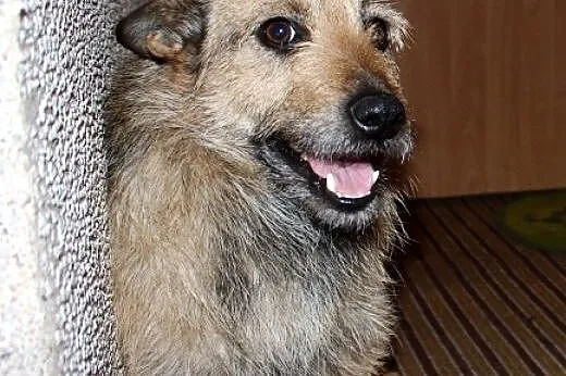 Mnóstwo słodyczy w małym ciałku – Korek do adopcji,  pomorskie Gdańsk
