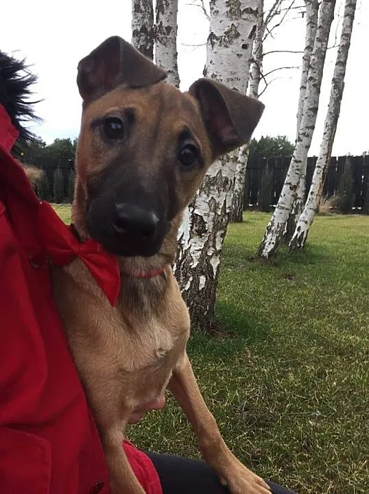Mimi i Lulu, wesołe SZCZENIAKI, radosne siostry do