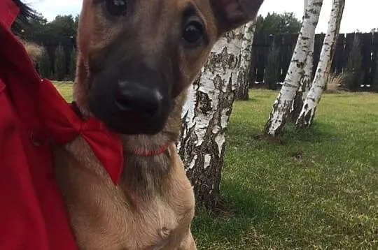 Mimi i Lulu, wesołe SZCZENIAKI, radosne siostry do