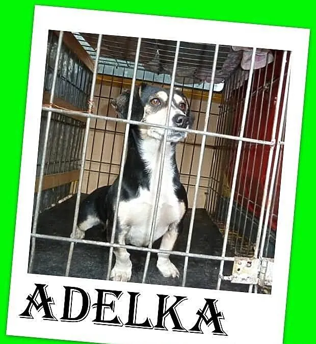 ADELKA-przyjazna suczka w typie jamnika marznie w