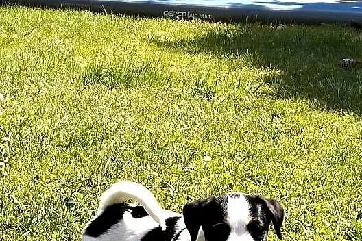 Piesek trikolor Jack Russell Terrier FCI