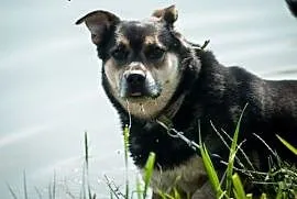 BERCIK - takiego psa nie widział świat - same zale, Gliwice
