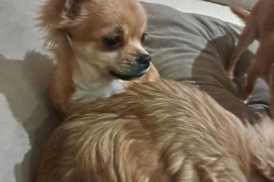 Szczeniak  chihuahua