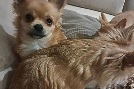 Szczeniak  chihuahua, Śląskie, Rybnik