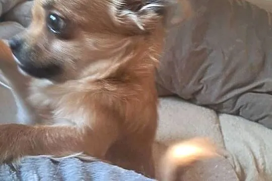 Szczeniak  chihuahua, Śląskie, Rybnik