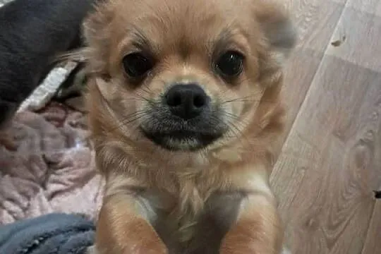 Szczeniak  chihuahua, Śląskie, Rybnik