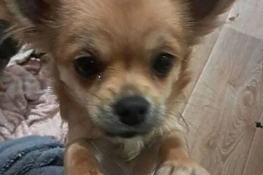 Szczeniak  chihuahua, Śląskie, Rybnik