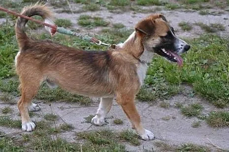 Młody, wesoły Sopelek poleca się do adopcji,  mazowieckie Warszawa
