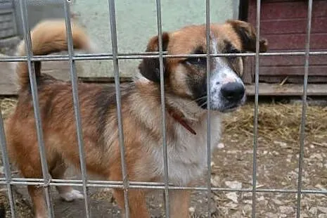 Młody, wesoły Sopelek poleca się do adopcji,  mazo