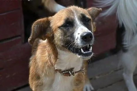 Młody, wesoły Sopelek poleca się do adopcji,  mazo