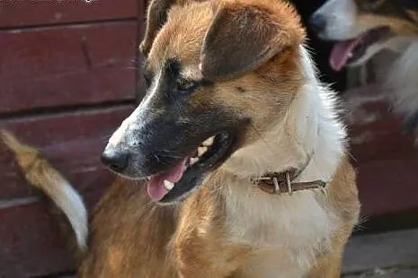 Młody, wesoły Sopelek poleca się do adopcji,  mazo