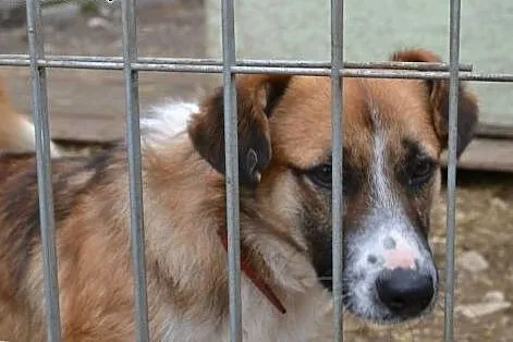 Młody, wesoły Sopelek poleca się do adopcji,  mazo