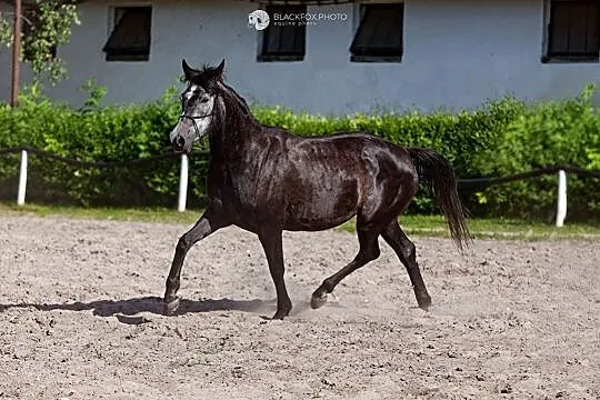 Mocna klacz do rajdów, ur 2016, Mazowieckie, Warszawa
