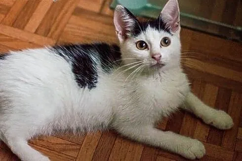 Kiki - śliczna, 3 miesięczna kochana ,  łódzkie Łó