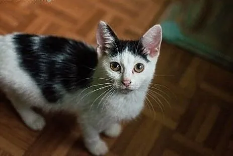 Kiki - śliczna, 3 miesięczna kochana ,  łódzkie Łó