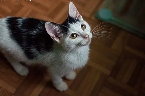 Kiki - śliczna, 3 miesięczna kochana ,  łódzkie Łó