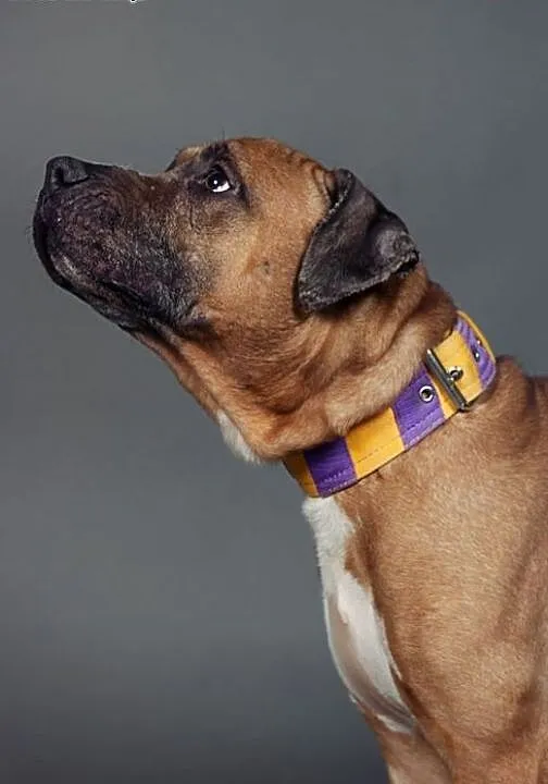 Smutasek NERO w typie amstaffa do adopcji , wielk
