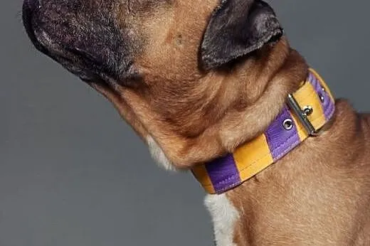 smutasek NERO w typie amstaffa do adopcji , wielkopolskie Poznań