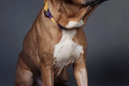 Smutasek NERO w typie amstaffa do adopcji ,  wielk