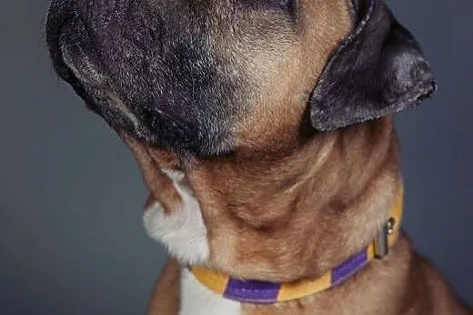 Smutasek NERO w typie amstaffa do adopcji ,  wielk