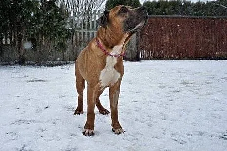 Smutasek NERO w typie amstaffa do adopcji ,  wielk